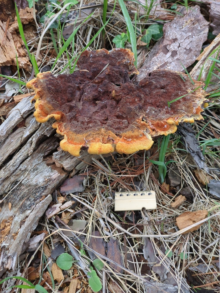 Phaeolus schweinitzii · April 2025 · photo: © bbdown (iNaturalist, cc0)