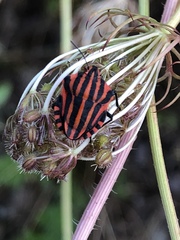 Graphosoma italicum italicum