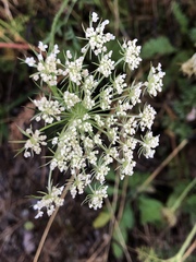 Daucus carota