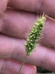 Setaria viridis