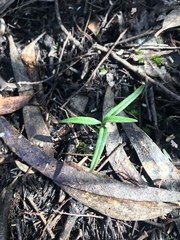 Pterostylis melagramma
