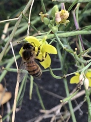 Apis mellifera