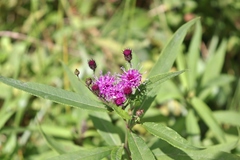 Vernonia glauca