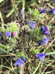 Echium vulgare