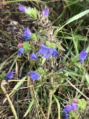 Echium vulgare