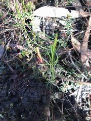 Platysace heterophylla heterophylla