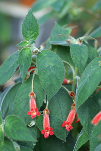 Kohleria peruviana