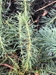Euphorbia cyparissias