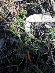 Hibbertia acicularis