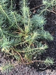 Euphorbia cyparissias