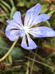 Cichorium intybus
