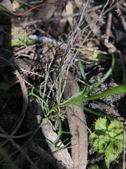 Platysace heterophylla heterophylla