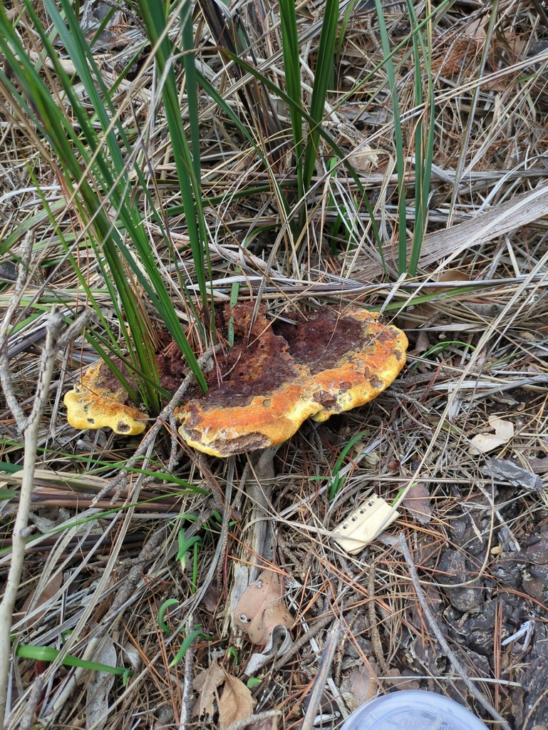 Phaeolus schweinitzii · April 2025 · photo: © bbdown (iNaturalist, cc0)