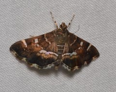 Hymenia perspectalis