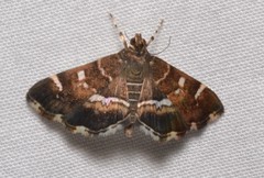 Hymenia perspectalis