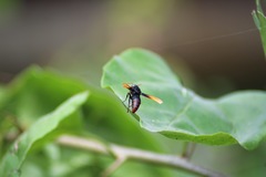 Rhynchium haemorrhoidale