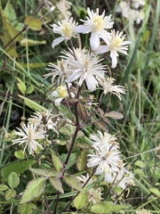 Clematis vitalba