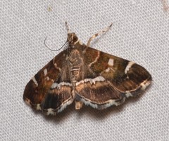 Hymenia perspectalis