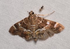 Hymenia perspectalis