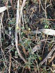 Hibbertia acicularis