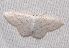 Idaea tacturata