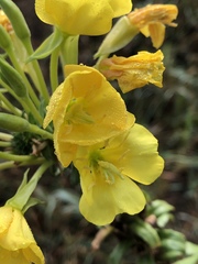 Oenothera biennis