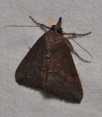 Hypena scabra
