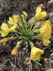 Oenothera biennis