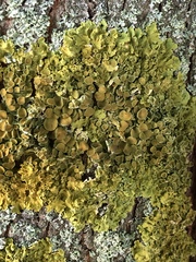 Xanthoria parietina