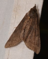 Hypena scabra