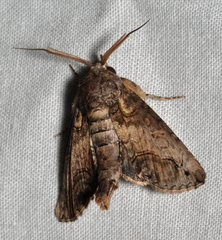 Paectes abrostoloides