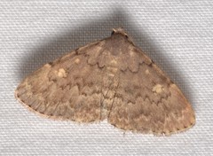 Idia aemula