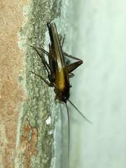 Stenonemobius gracilis