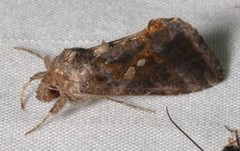 Chrysodeixis includens