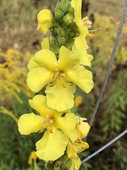 Verbascum