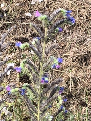 Echium vulgare
