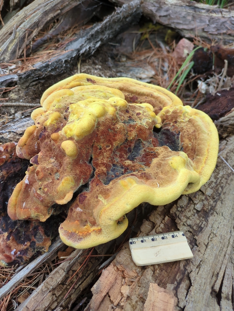 Phaeolus schweinitzii · April 2025 · photo: © bbdown (iNaturalist, cc0)