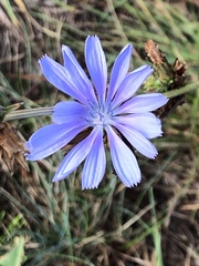 Cichorium intybus