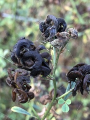 Medicago