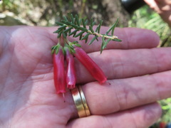 Erica diaphana