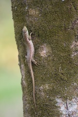 Dasia olivacea