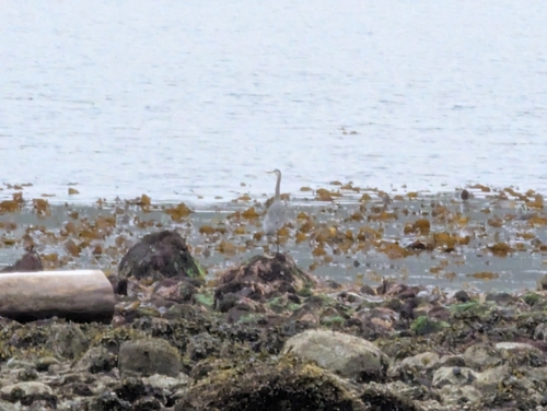 Great Blue Heron photographed in Alaska