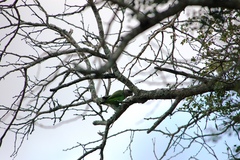 Poicephalus cryptoxanthus