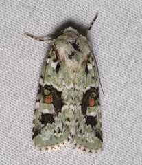 Lacinipolia laudabilis