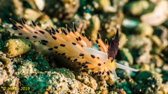 Favorinus tsuruganus