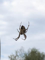 Araneus diadematus