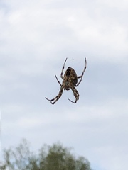 Araneus diadematus