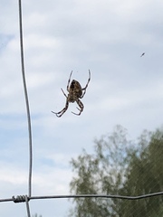Araneus diadematus