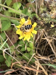 Dasypoda