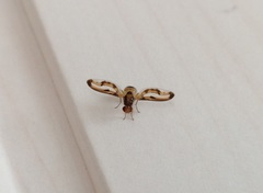 Toxonevra muliebris